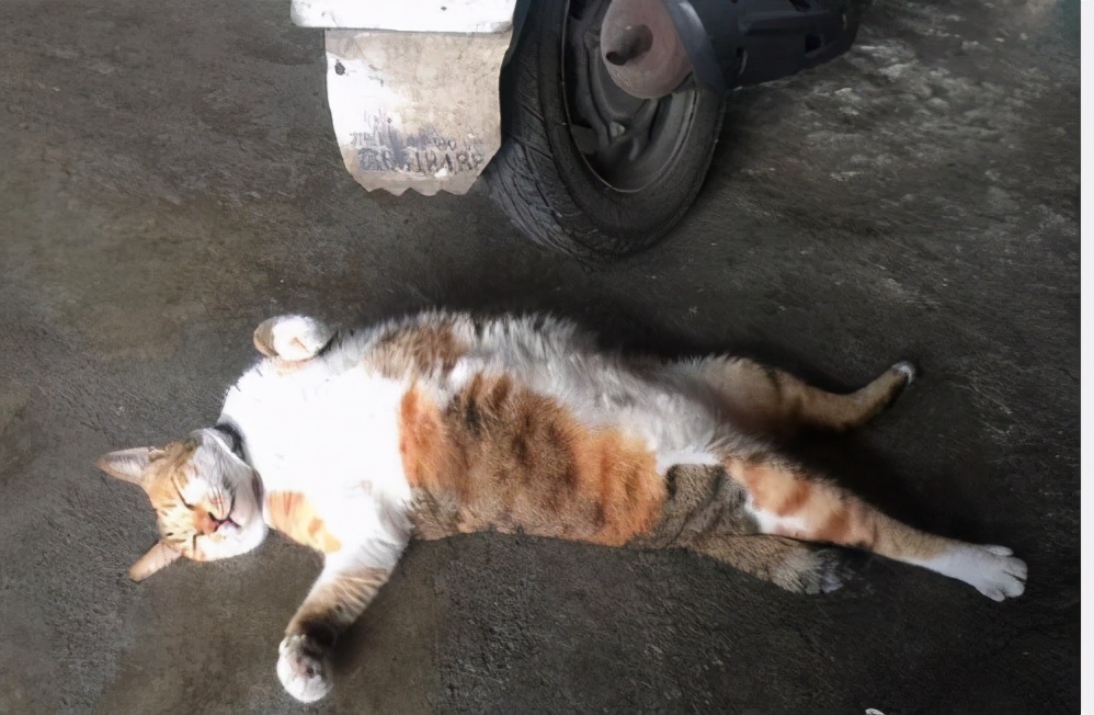 论躺平，我只服橘猫