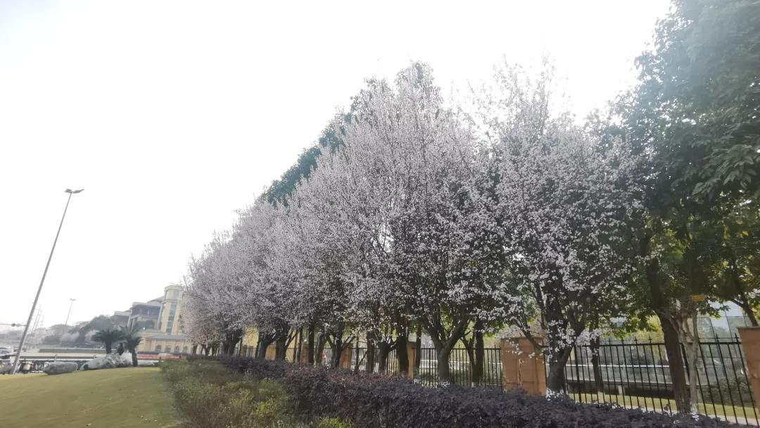 新年教职工第一会、棠湖中学刘凯校长擘画学校“十四五”发展蓝图