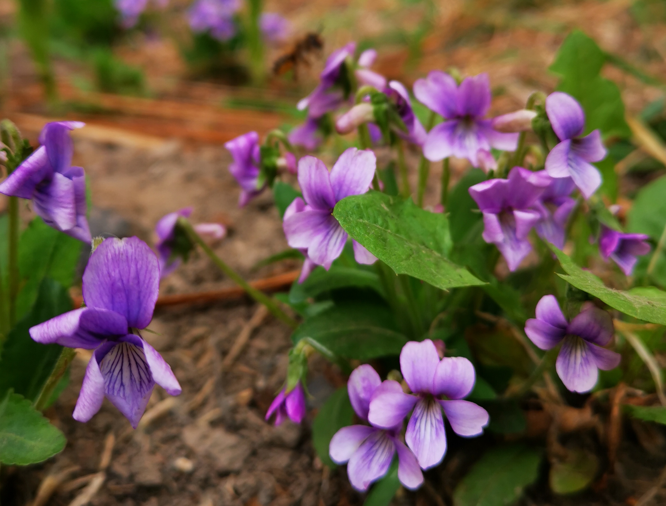 紫花地丁长白山中早春第二开花的植物而且可食可药可观赏 作家王天祥 Mdeditor