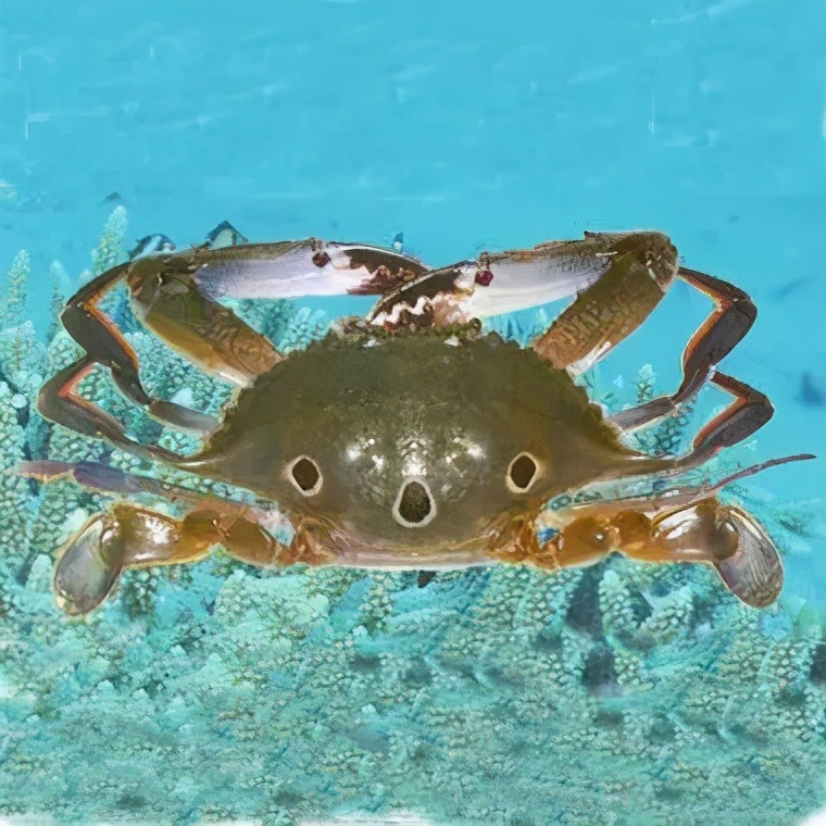 蟹类图集_淡水两栖_西南渔业网 水花鱼 水产养殖专业