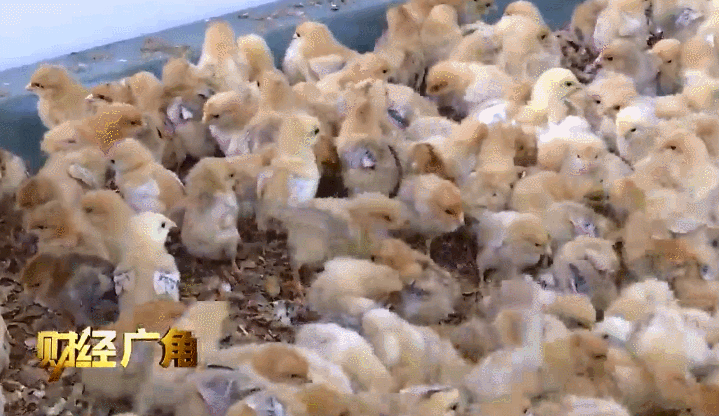 真心疼！养殖场5天死了5000只鸡