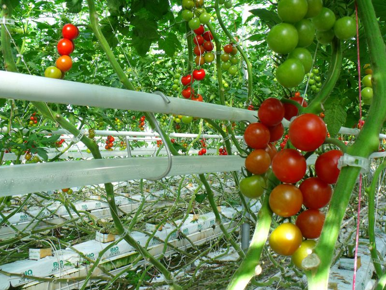 可以获得补贴的现代化连栋温室大棚可以做什么？一亩地造价多少