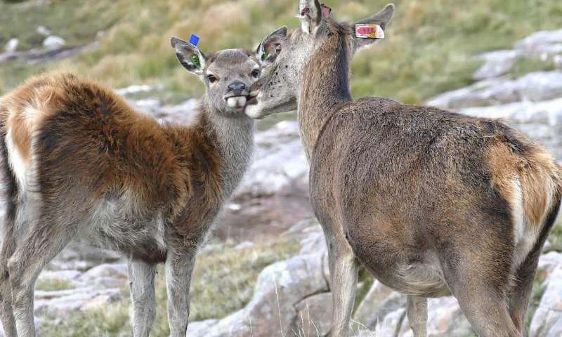 為什麼進化不允許生物近親繁殖野生動物如何避免這種行為