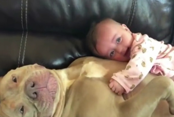 小宝宝竟把自家狗狗给咬了？宝妈正要担心，却