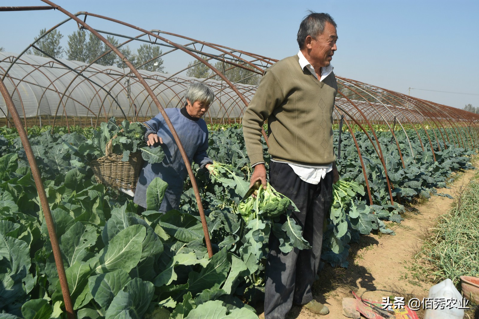 农村老人的幸福生活，种植2亩蔬菜，每年收入3万元活得有尊严