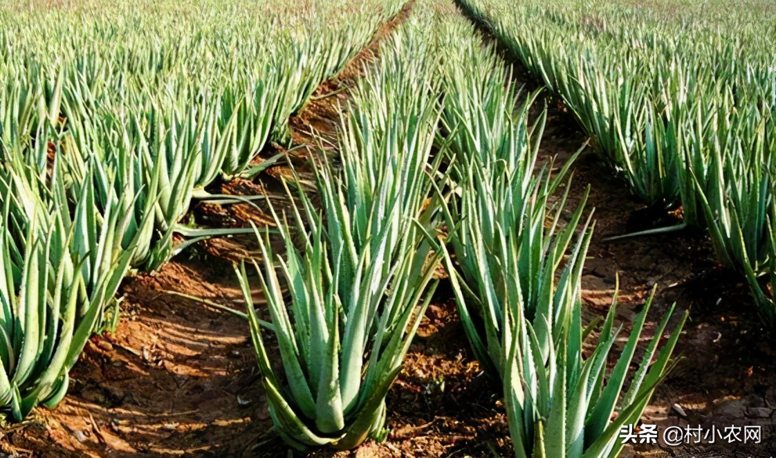 2021年农村创业搞啥最赚钱？这9个农村致富小项目，值得一试