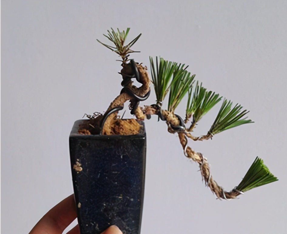 沒有養不好的黑松 只是沒找到正確的方法 為你提供7個養護要訣 花房姑娘娟子 Mdeditor