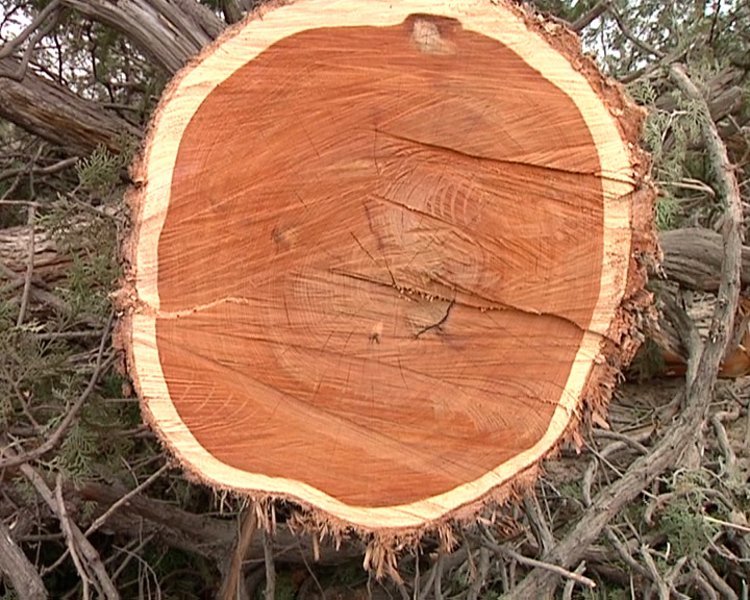 Zhengzhou of ｜ of elephant morning paper is free inchoate sieve investigates lung cancer the job is started