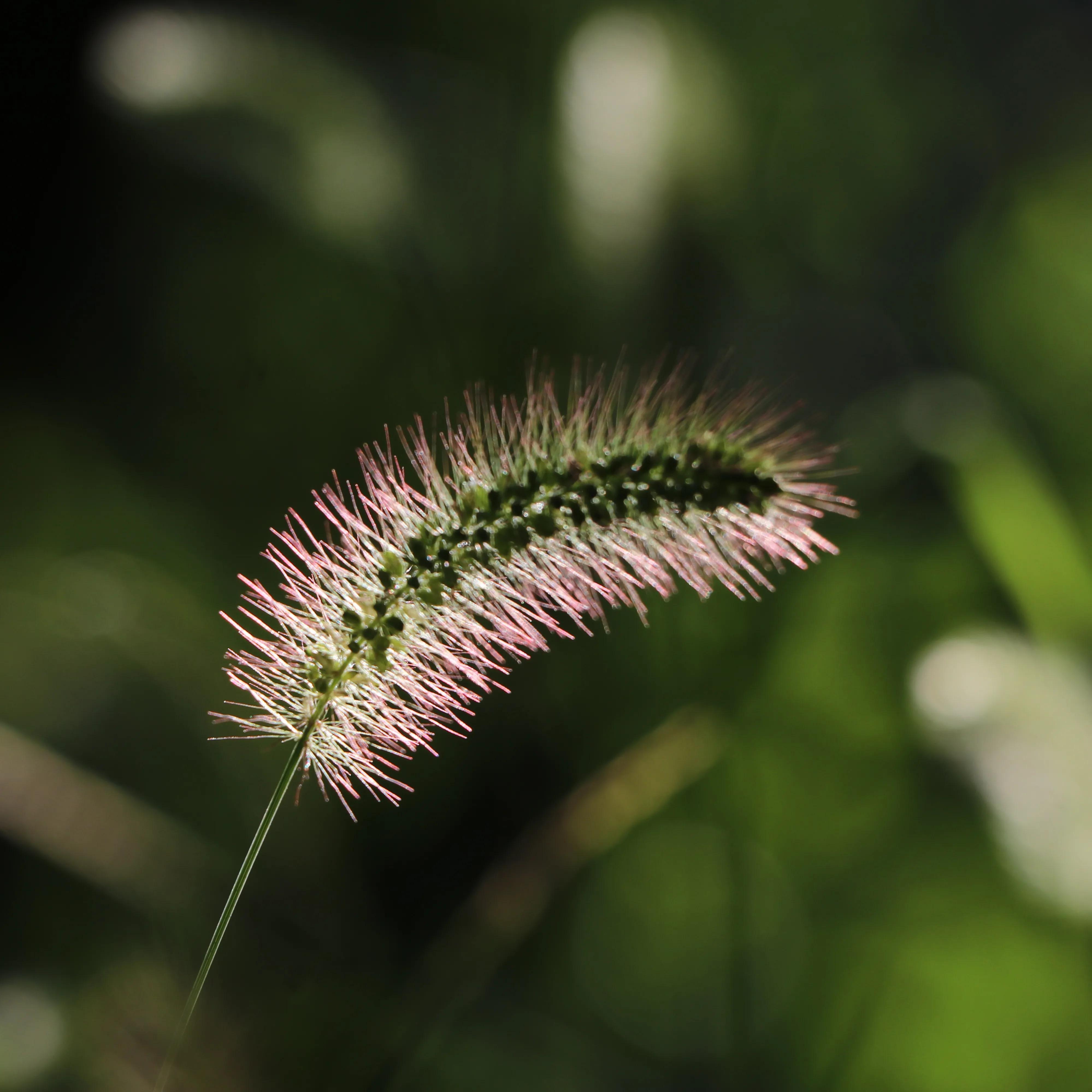 北京植物園一日游