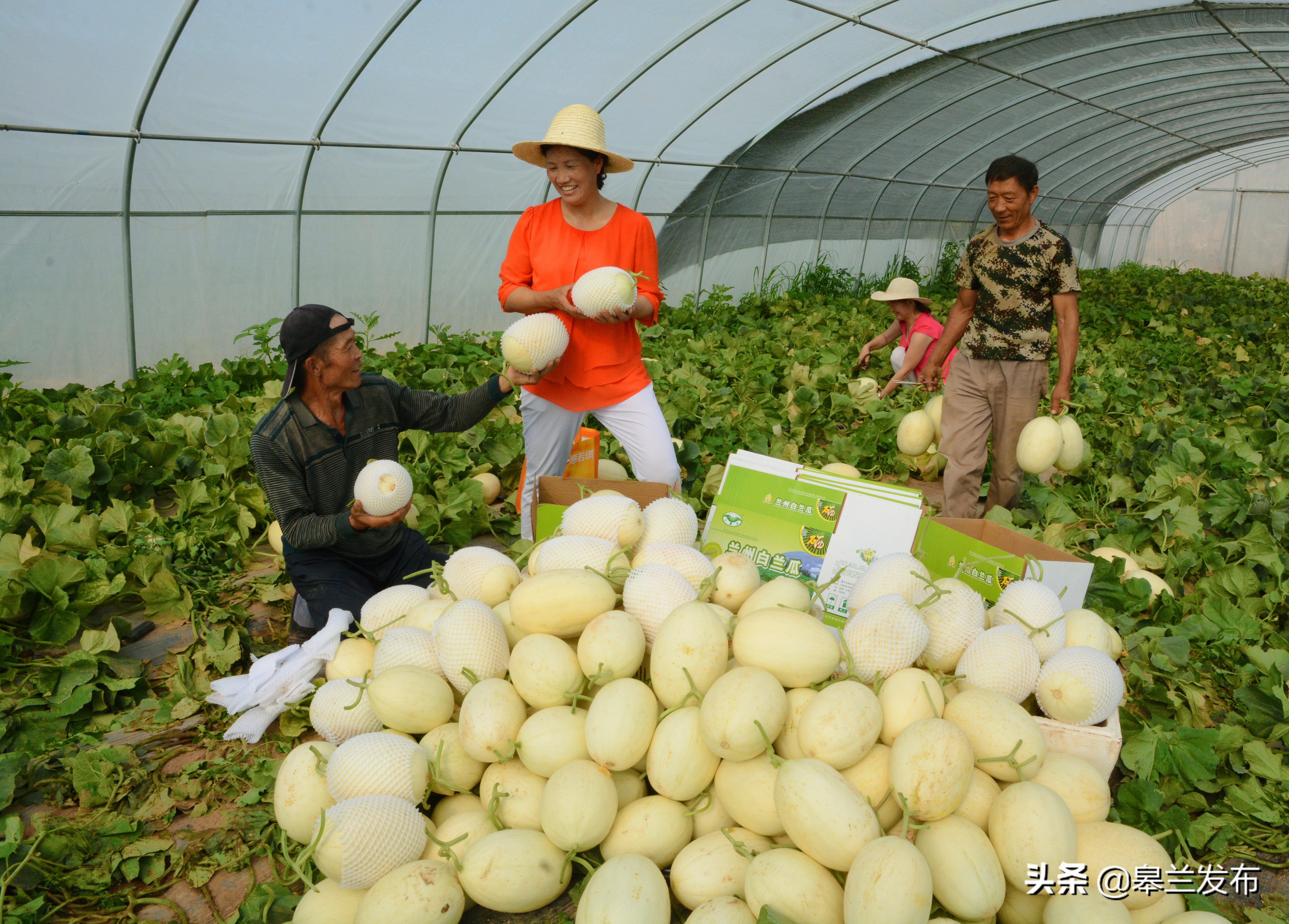兰州市皋兰县人民政府 图片新闻 皋兰:丰收季 瓜果香