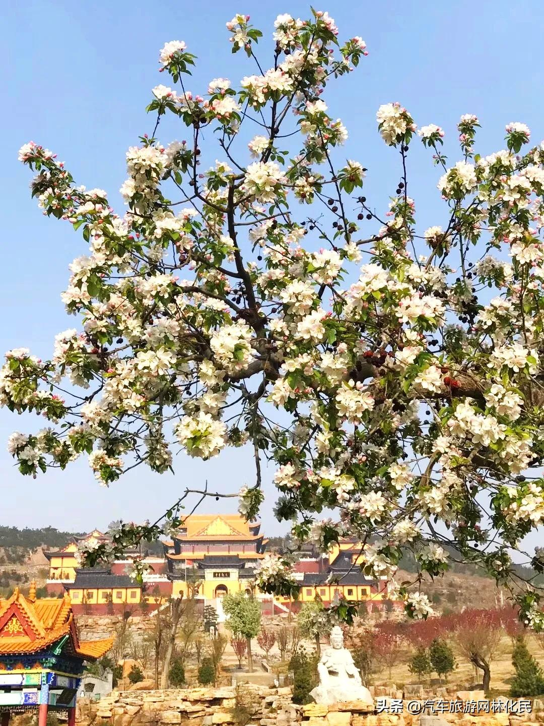 沂蒙马泉休闲园万亩樱桃花开,门票免费送啦