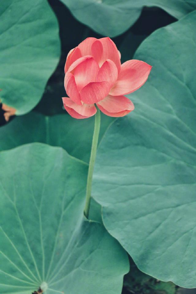 让自己平静下来的句子，经典睿智，净化心灵