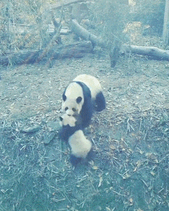 搞笑gif神评：一个人无聊起来什么都做得出来