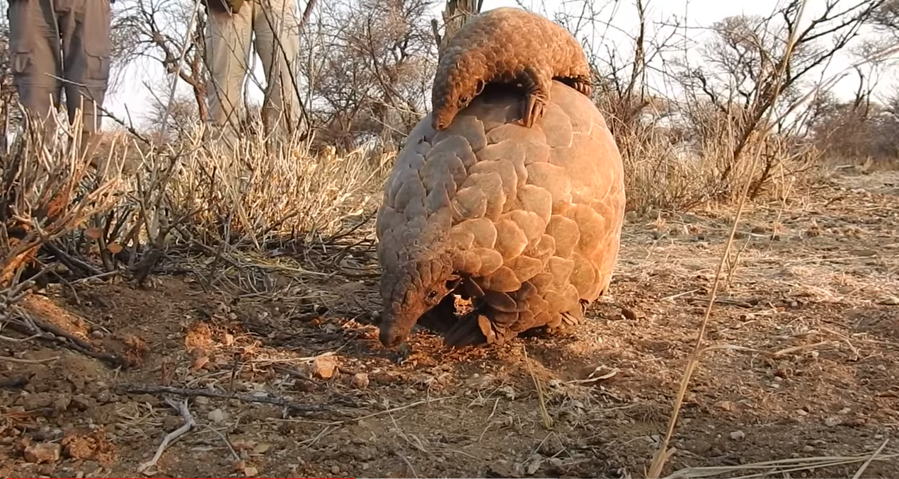 被吃成國家一級保護的動物，究竟該誰為它們買單？