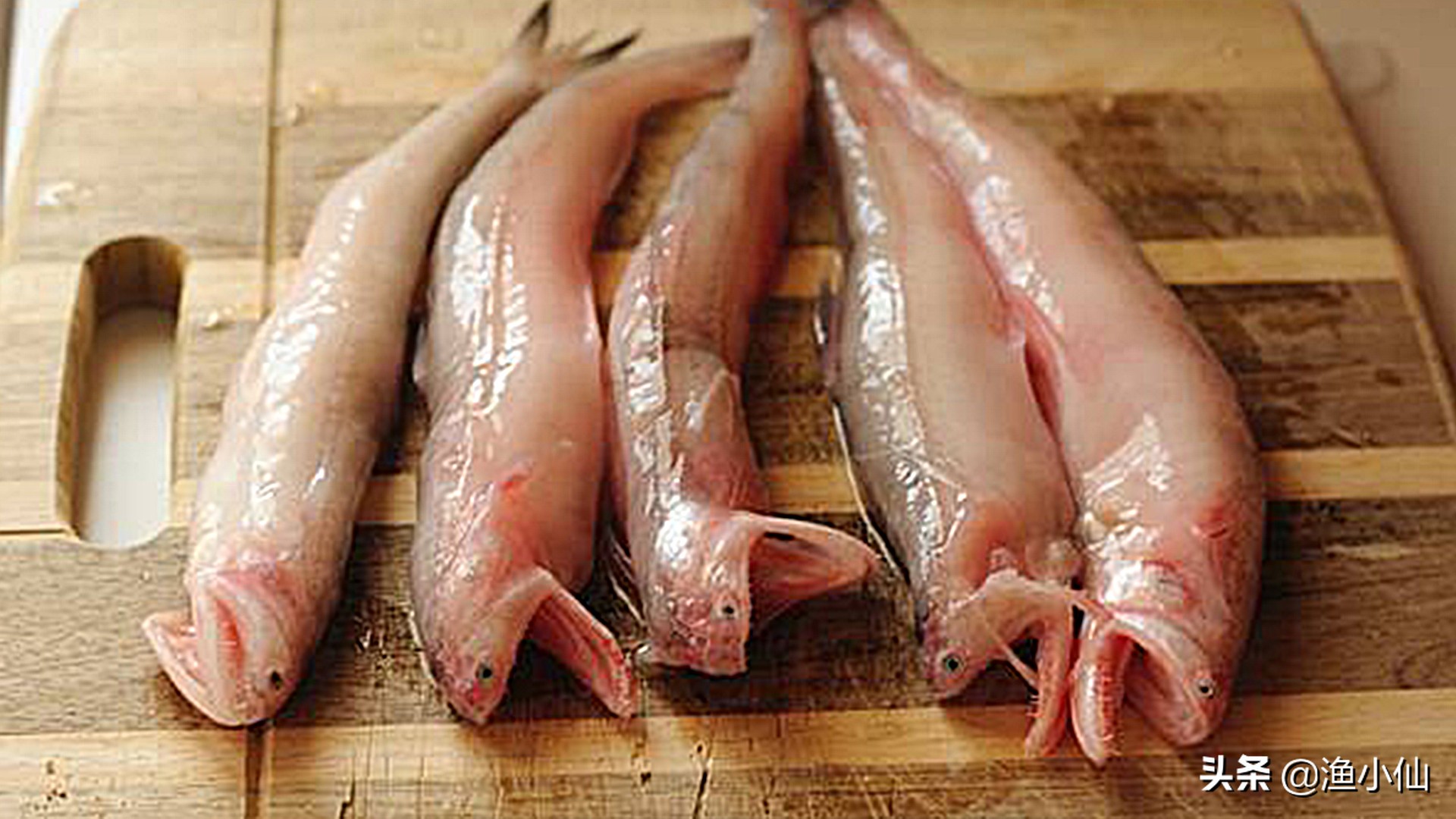 丝丁鱼是什么(带你了解龙头鱼名字的由来与口感)