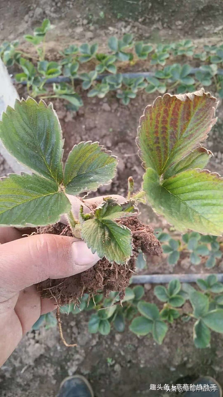 草莓黄萎病预防在先才是防治良策