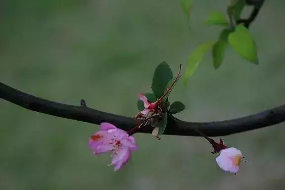佛说：花开花落，便是人生