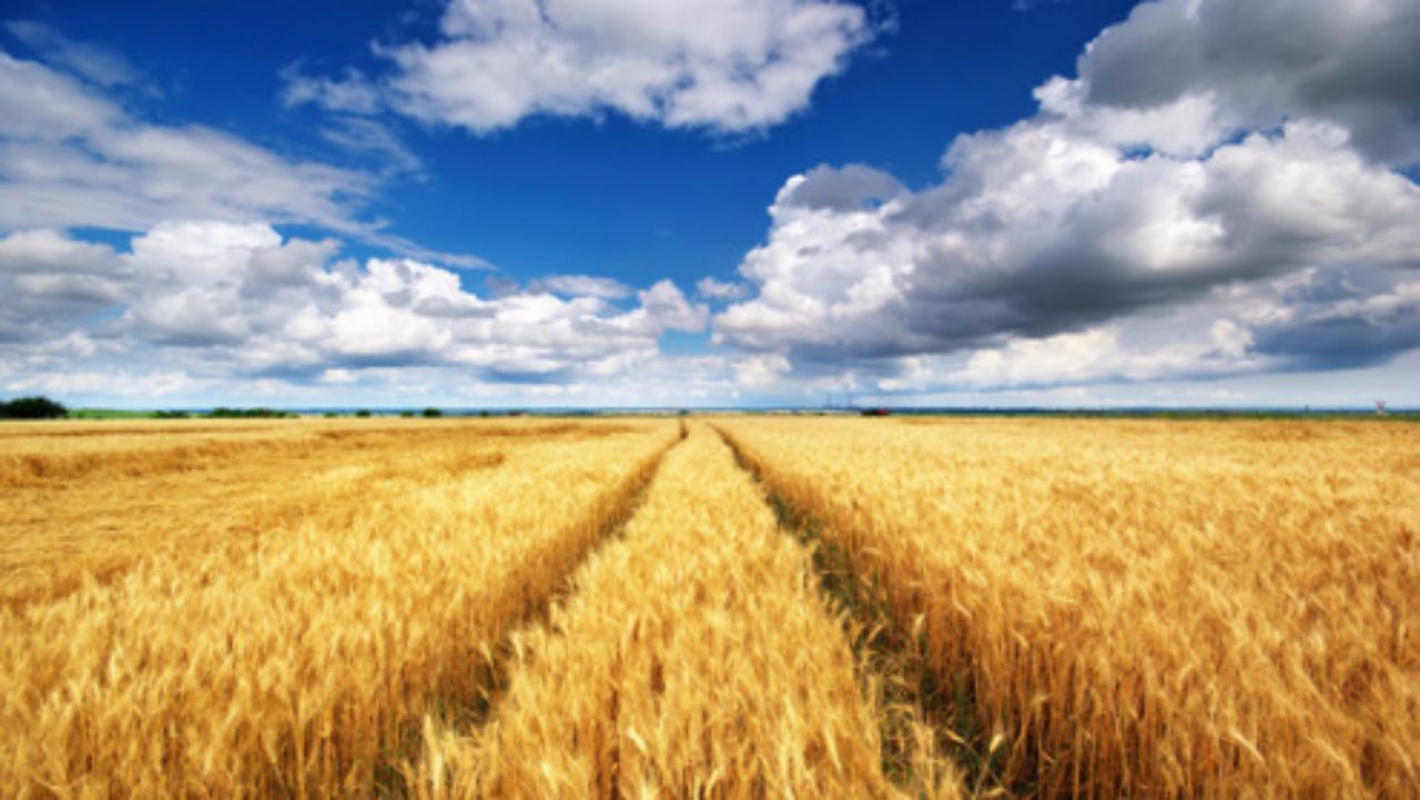 美國靠什麼維持世界霸權？ 明面上美元石油，暗地裡還有糧食戰爭