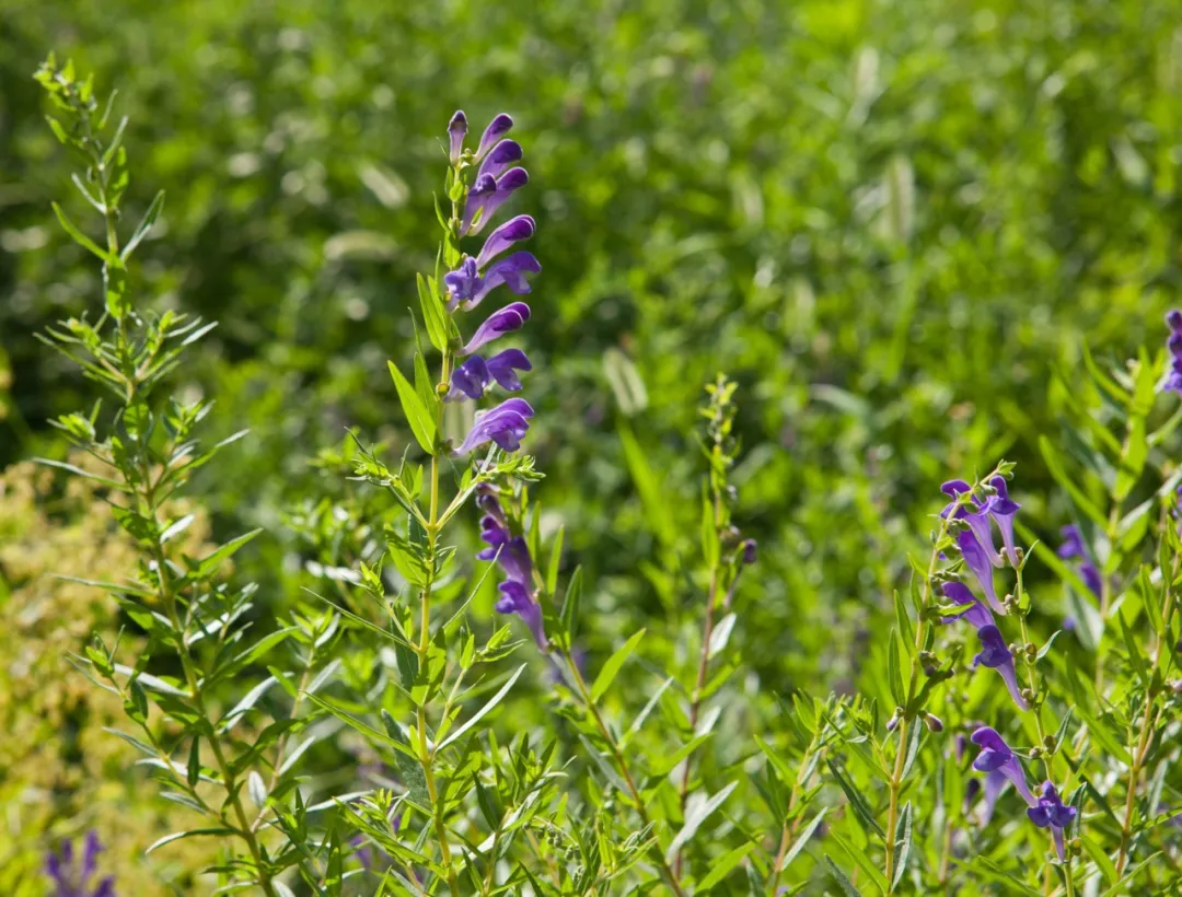 《本草纲目》故事：黄芩善治肺热咳嗽