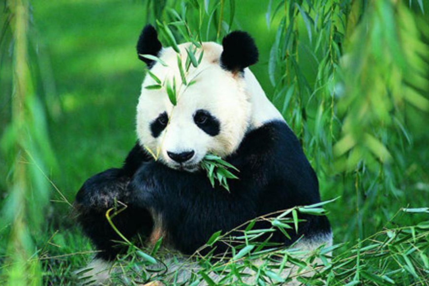 成都21家景区5月起免费开放，包括大熊猫基地，5月18日扎堆开放