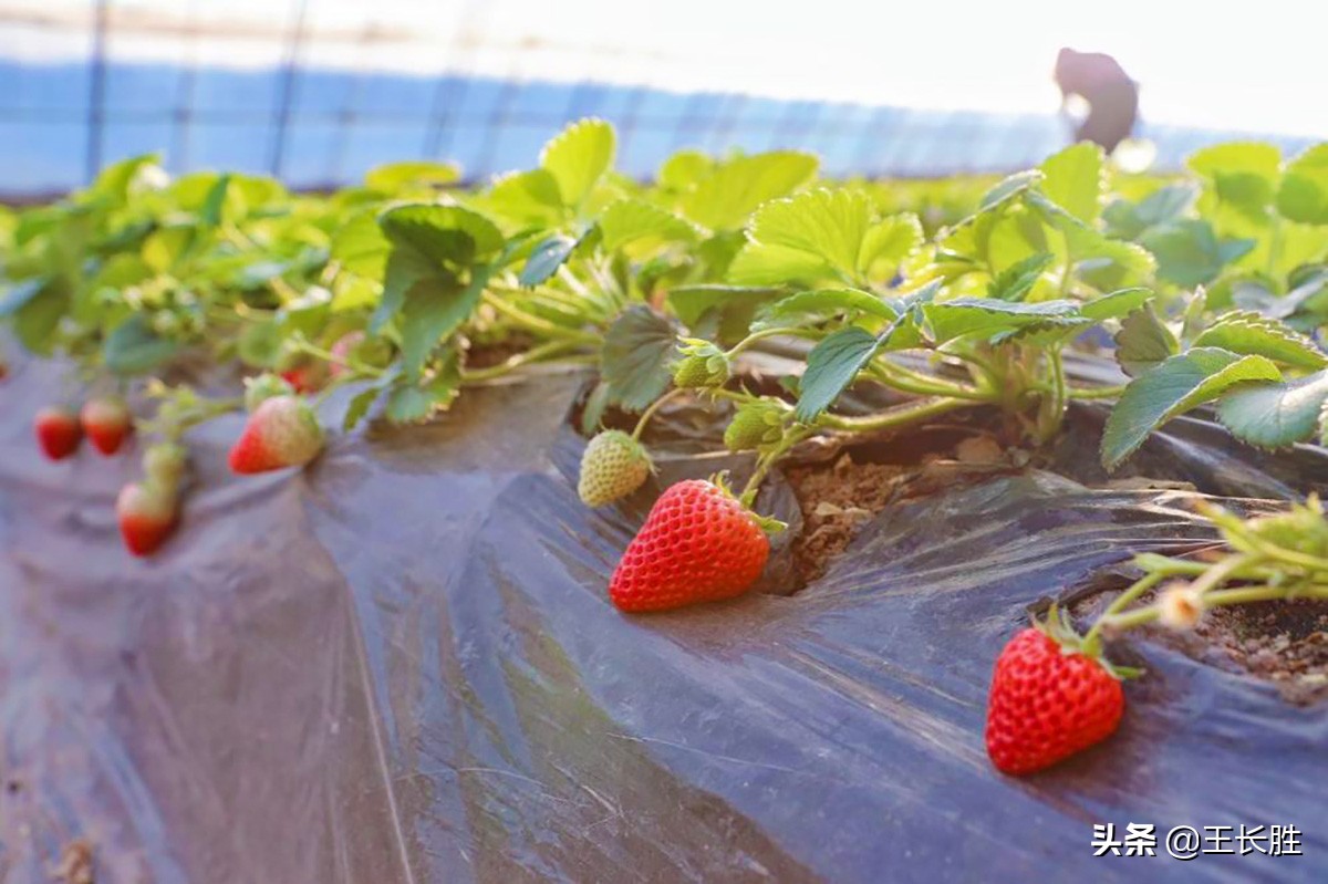 让果蔬从田间到餐桌的时间缩短一半，京东科技是如何做到的？