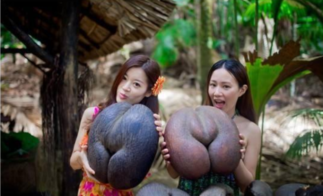 印度洋岛国出产的椰子长相“流氓”, 价格堪比黄