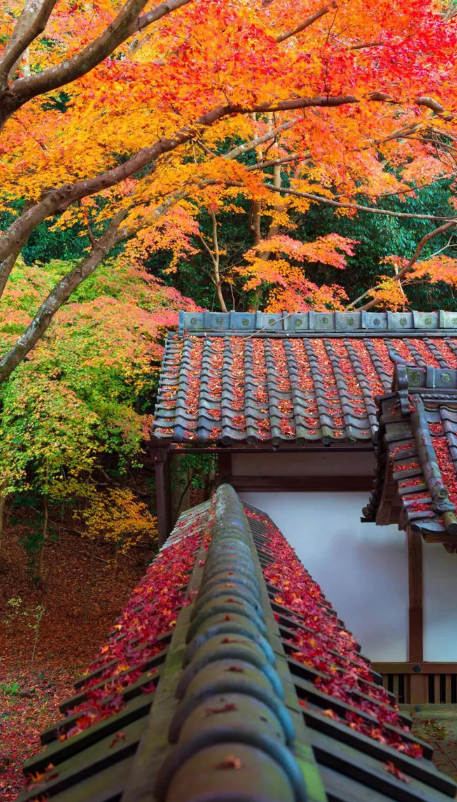 踏歌争唱清秋词，古诗词里的秋词，是秋天最美的色彩-第20张图片-诗句网