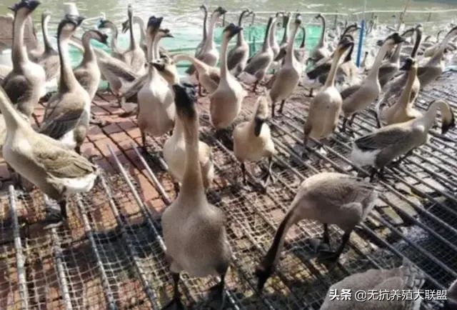 这样养鹅既能降低成本，又能提高利润