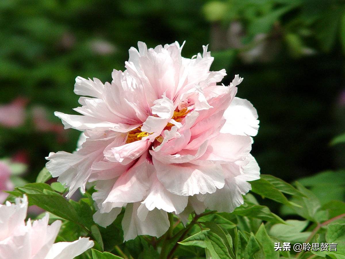 生日祝寿诗词精选四十二首 最美好的祝福，都在诗句里了-第40张图片-非凡网