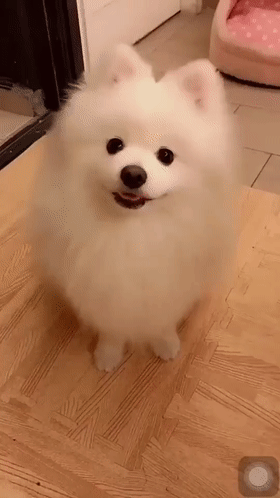 原来狗狗之所以出现这些行为，是在告诉你，它需要你