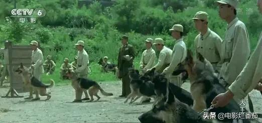 2.2分《犬王》为戏炸死功勋军犬,导演引起公愤遭网友打出超低分