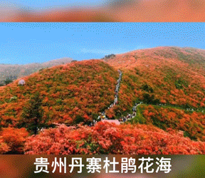 抖音挑战赛燃爆丹寨，10000名杜鹃姑娘喊你五一游