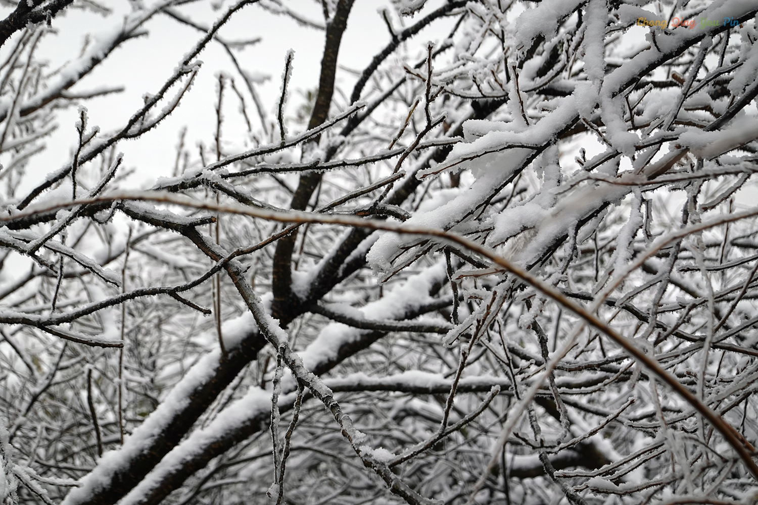 重庆难得的滑雪胜地，冬日里的金佛山，南方人也能看雪了