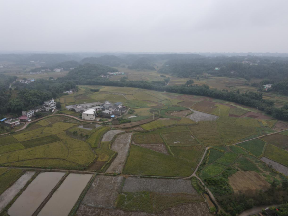 四川省叙州区：再生稻“一种双收”粮食增产21000吨