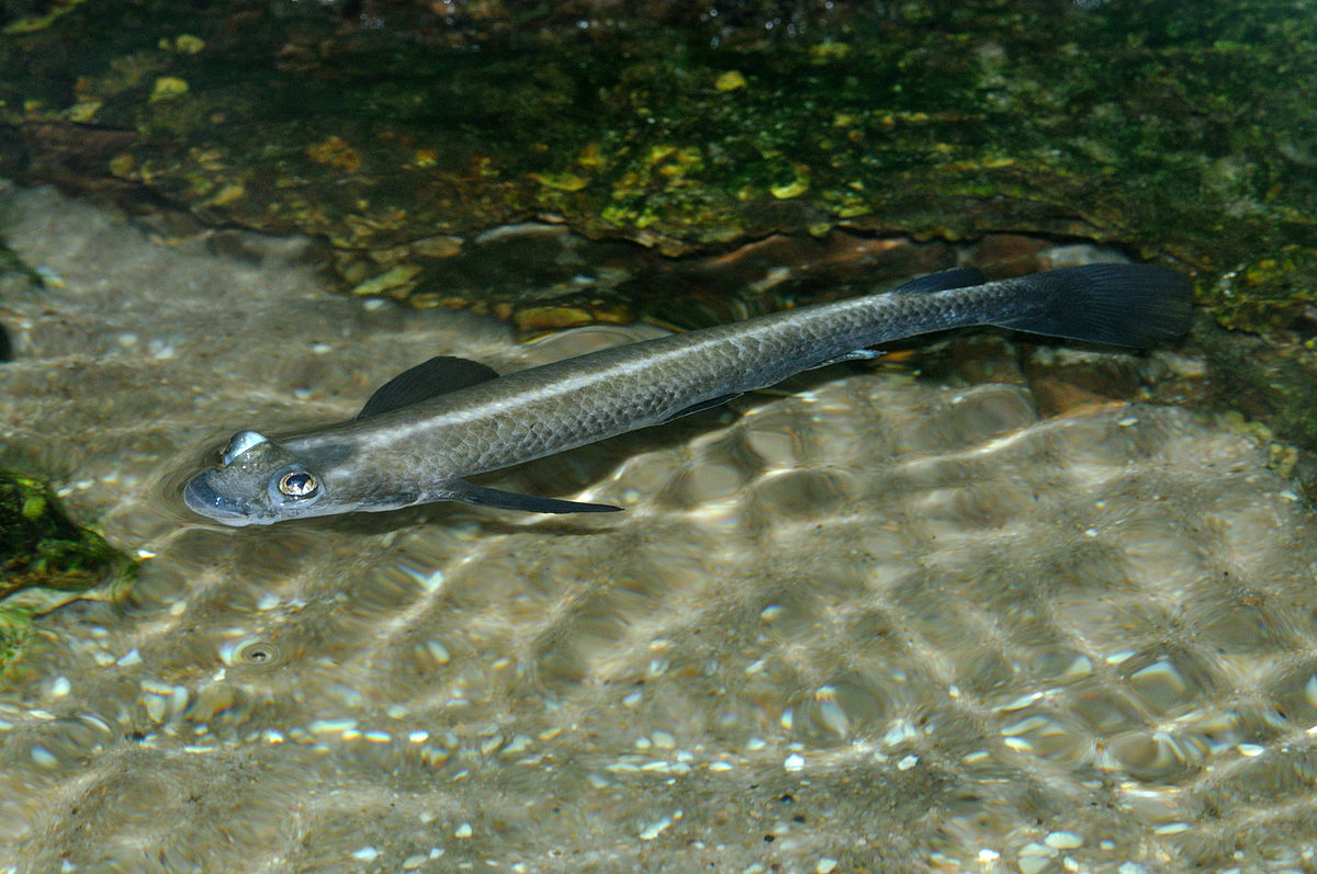 亚马逊河里的四眼鱼命中注定有一条雌鱼配对否则无法交配
