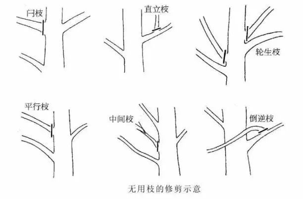 园林景观-乔木、灌木、藤本植物养护技术规范