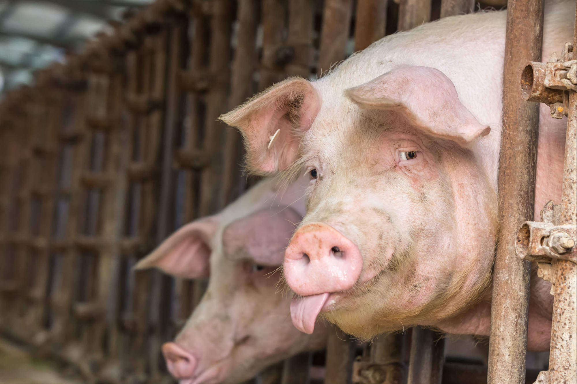 Go no further of price of 12 days of pigs drops repeatedly, prices sole rebounds, price of 4 bad news pigs rises transitory