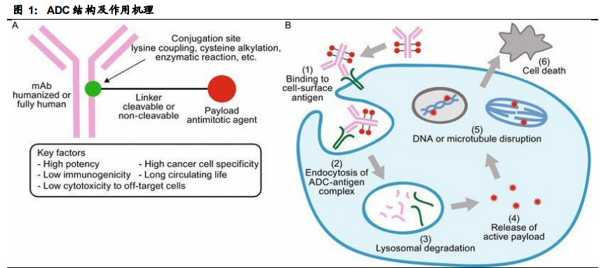 创新药行业专题报告：ADC药物迎来黄金时代