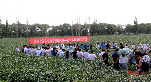 “新疆棉花”在前,“胡杨精神”在后