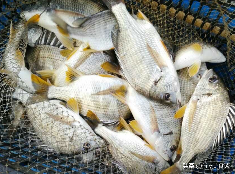 夏天买鱼，懂行人专挑这5种鱼，肉厚刺少营养高，家人爱吃贵也值