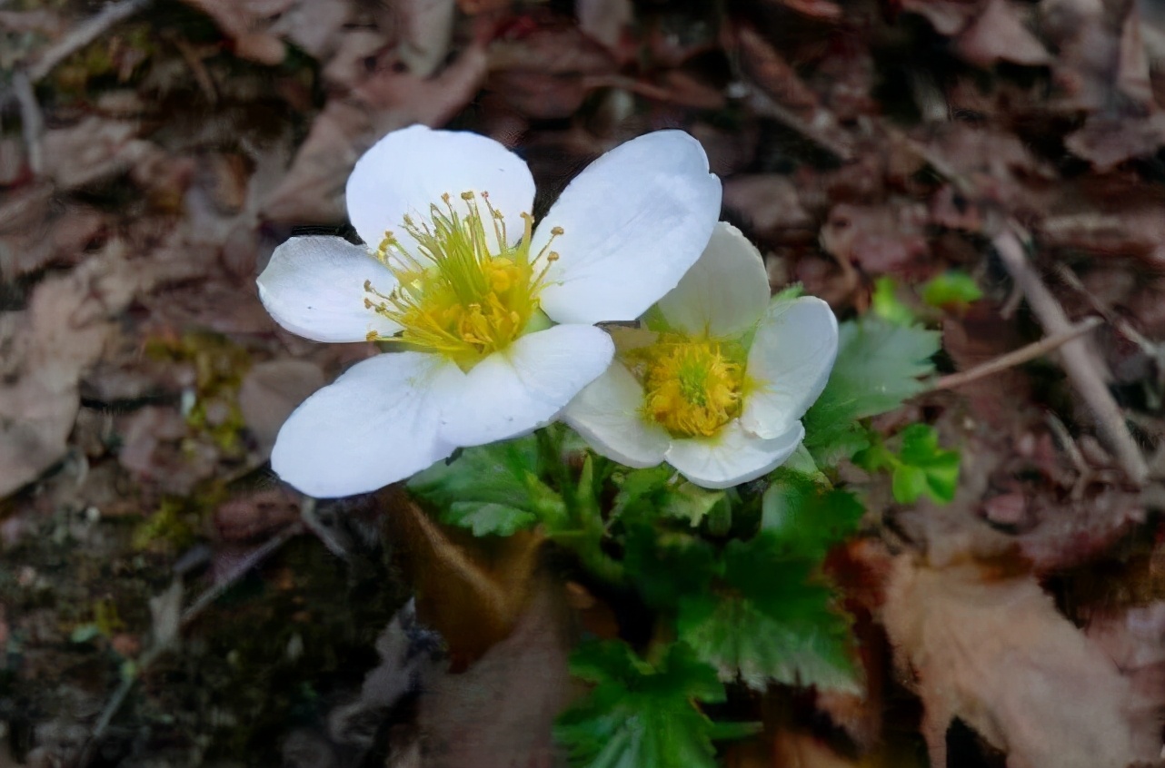 全球獨有的“絕壁奇花”，僅在太行山南部才能看到它，想養都很難