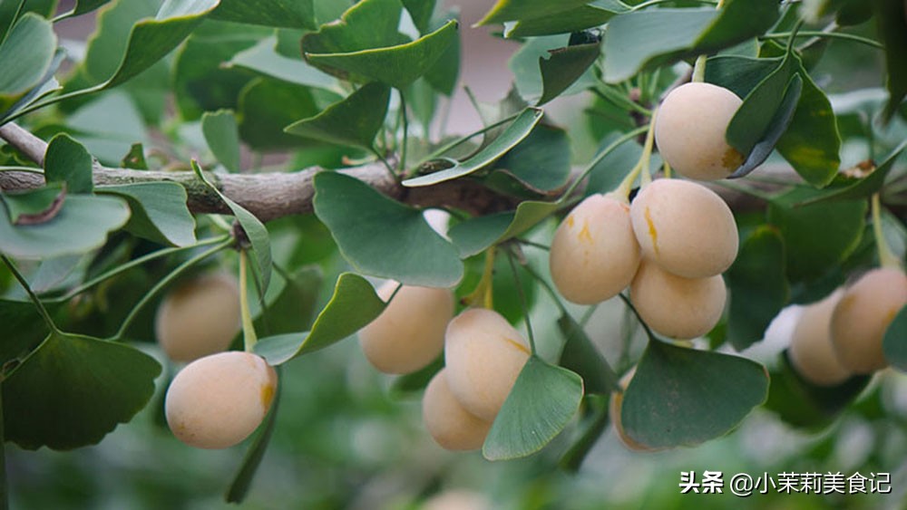 秋吃果，“树上5果”要多吃，1种“毒果”不能吃，吃对度秋更轻松