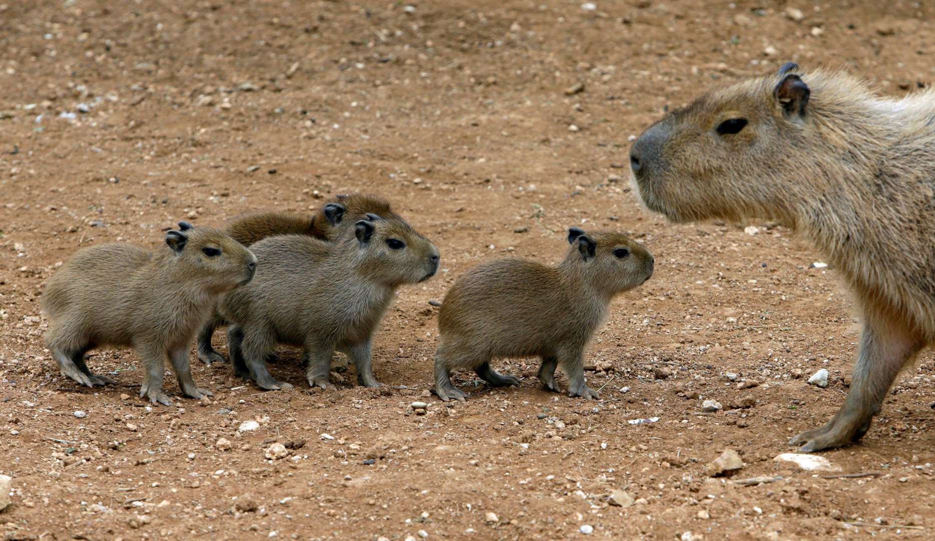 水豚究竟有什么魔力为什么所有动物都想和水豚做朋友