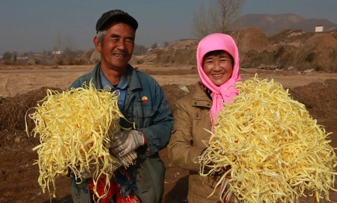 一地韭黄，圆了两个梦