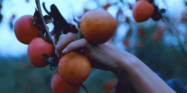 网红李子柒和国家院士袁隆平一起“获奖”？李