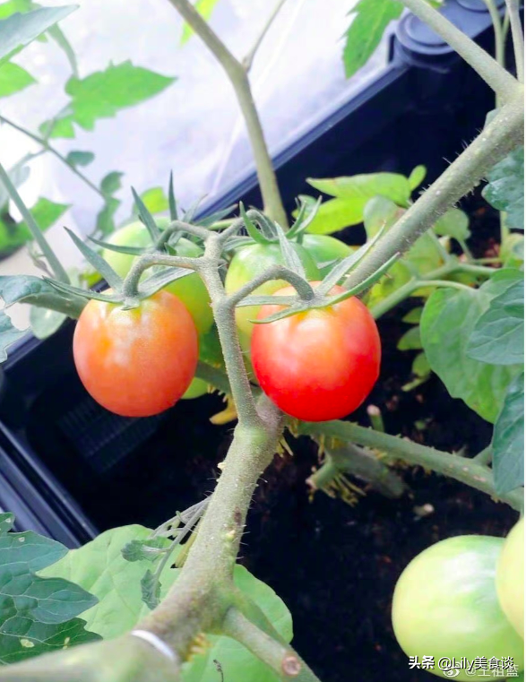王祖藍曬自家菜園，吸引10萬網友點贊，網友：嚮往的生活太美好了