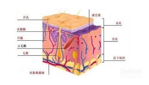 皮肤的基本结构！-第6张图片-农百科