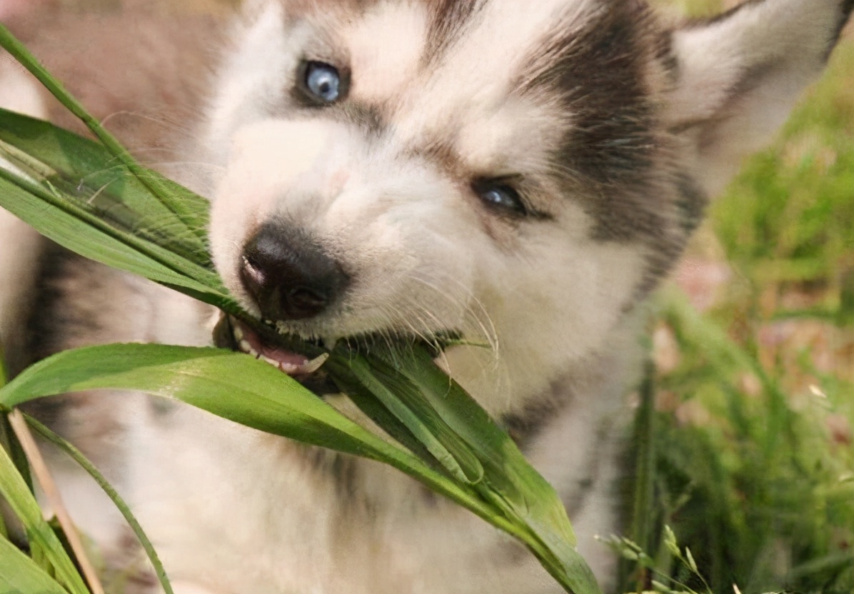 狗狗吃草，不仅是为了助消化，还有这几个原因