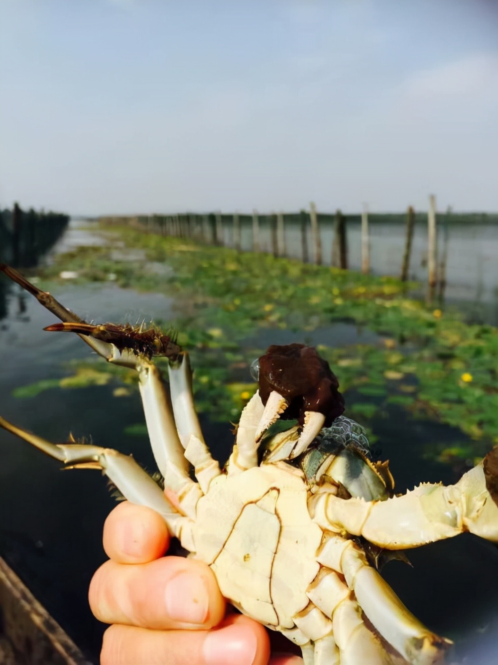 阳澄湖吃大闸蟹哪家好点，阳澄湖吃大闸蟹哪家最正宗