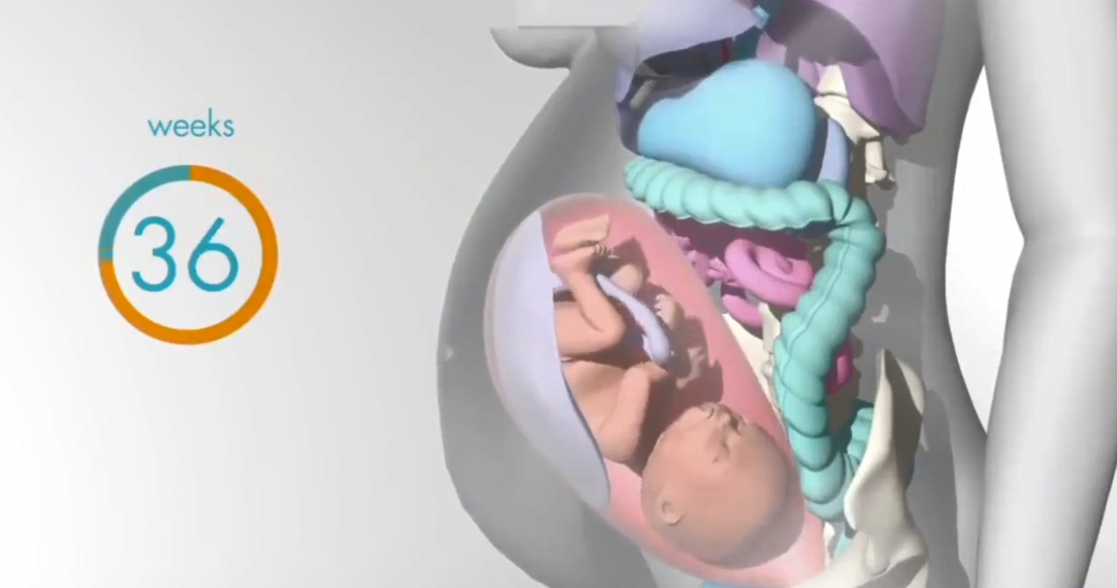 怀胎十月，胎儿把妈妈的内脏挤哪去了？十张过程图带你了解